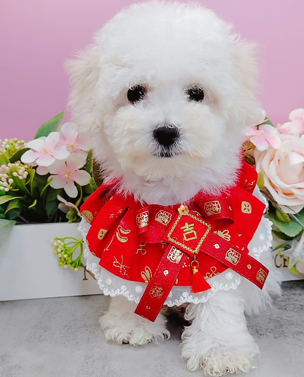  Poodle 娉拌开璐靛
