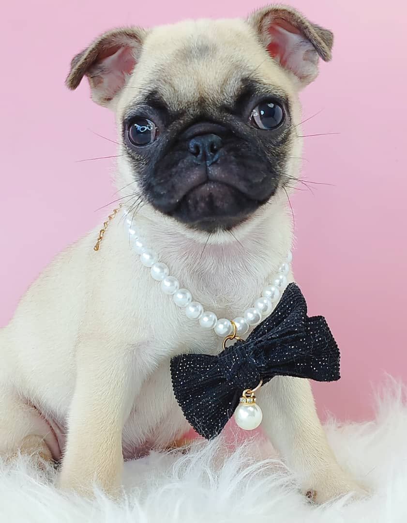 Pug 巴哥