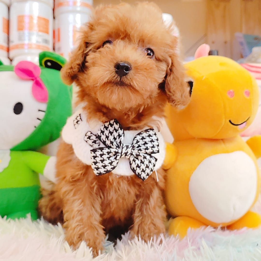 Poodle 娉拌开璐靛