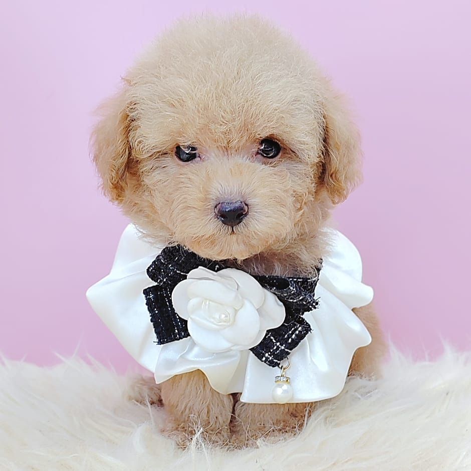 Poodle 娉拌开璐靛