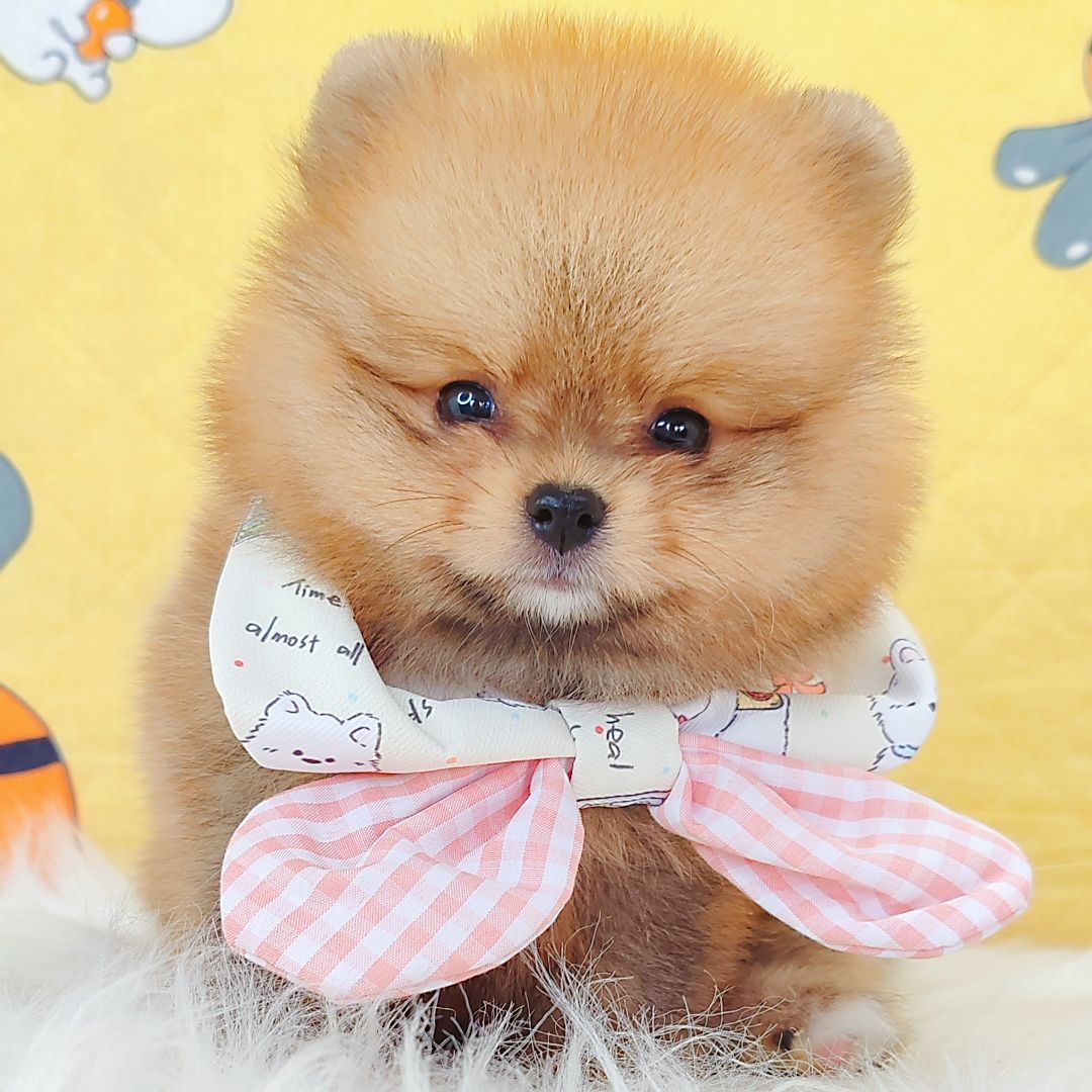 Pomeranian 博美