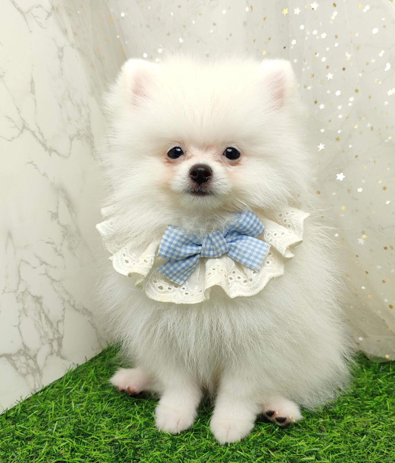 Pomeranian 博美