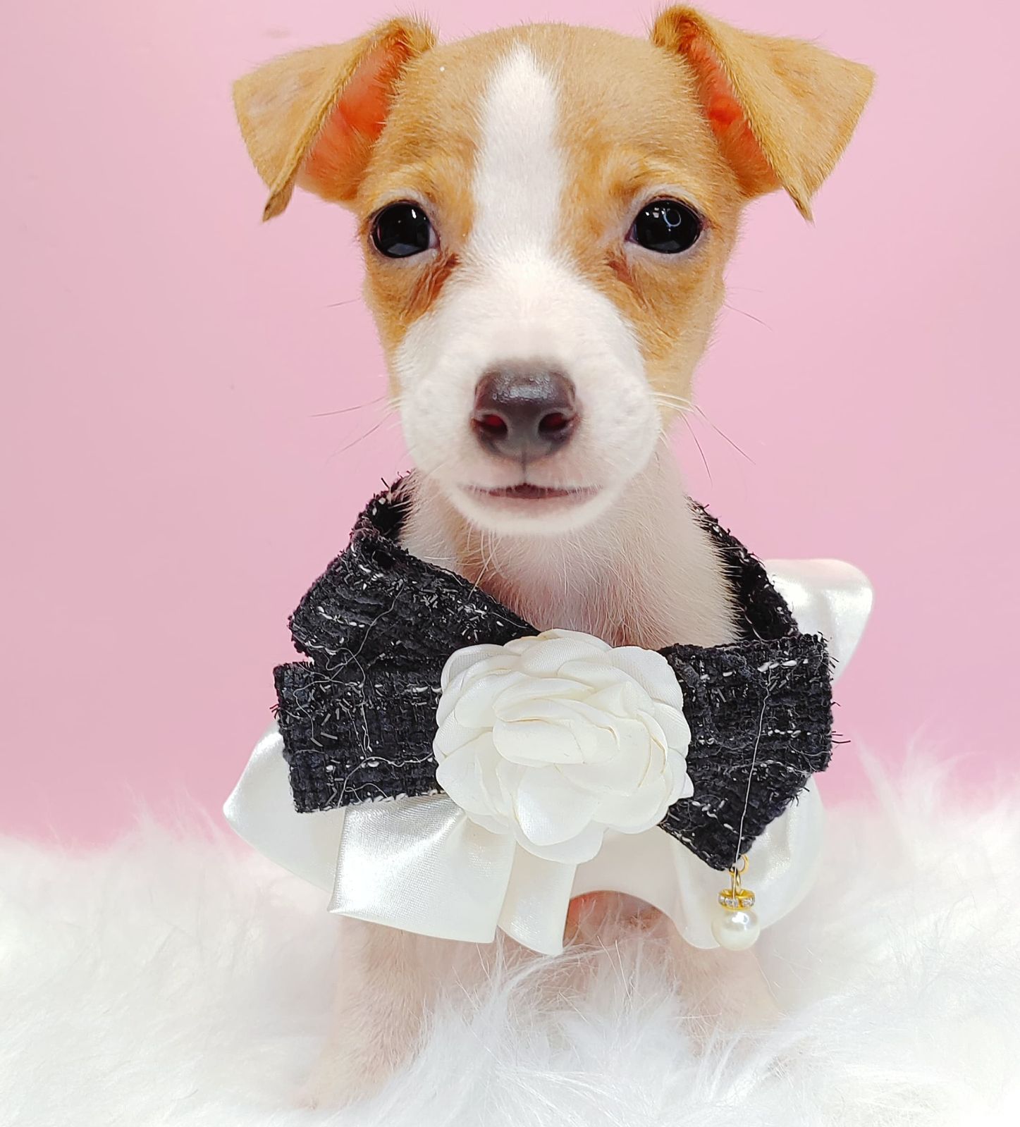 Jack Russell Terrier 杰克罗素梗