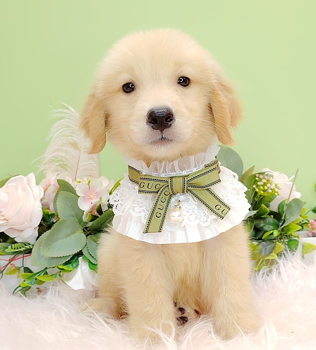 Golden Retriever 黄金猎犬