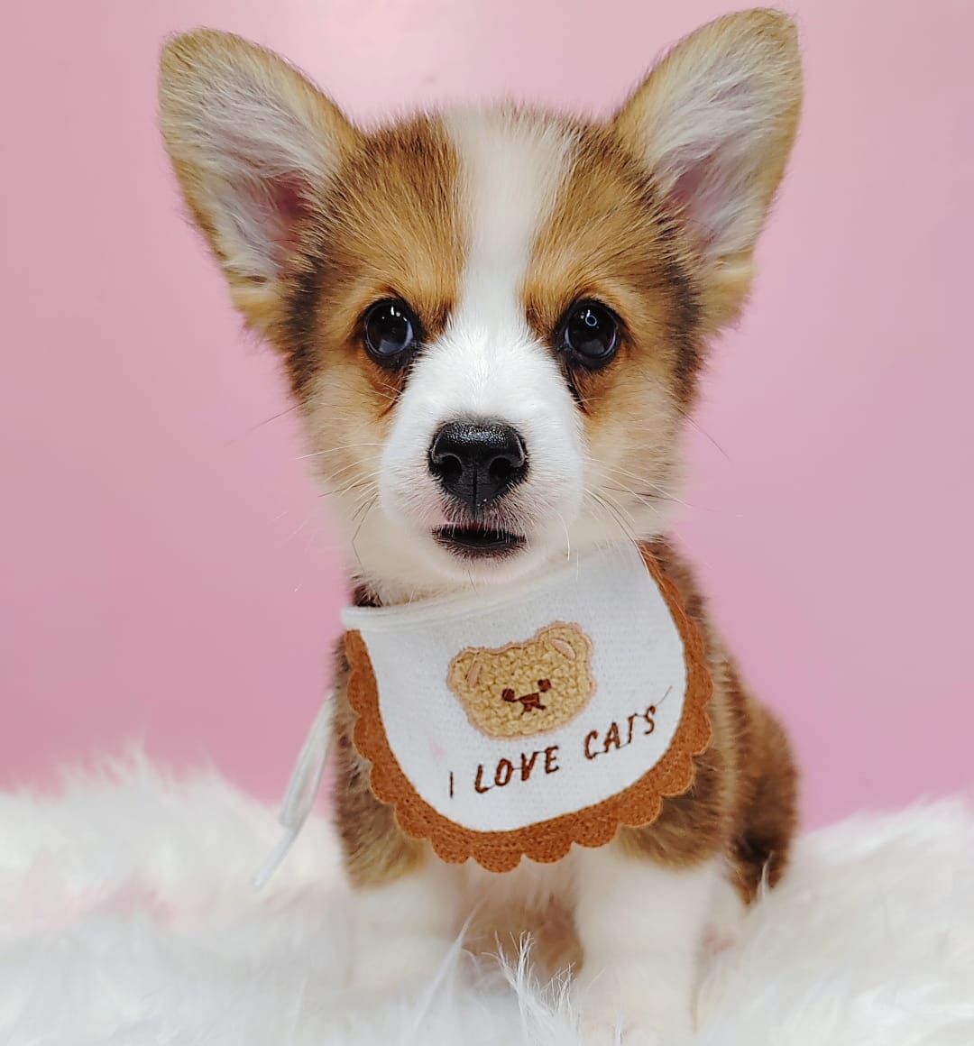 Corgi 柯基