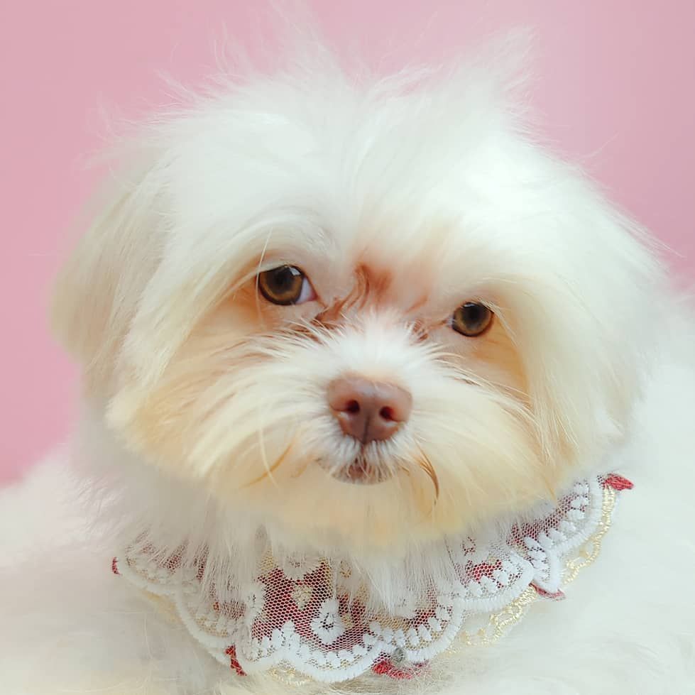 Maltese 马尔济斯