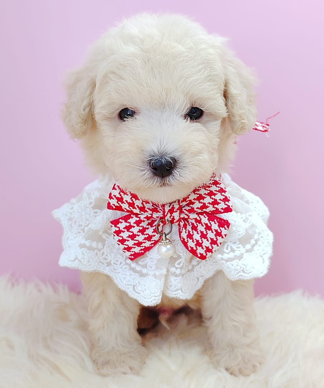 Poodle 娉拌开璐靛