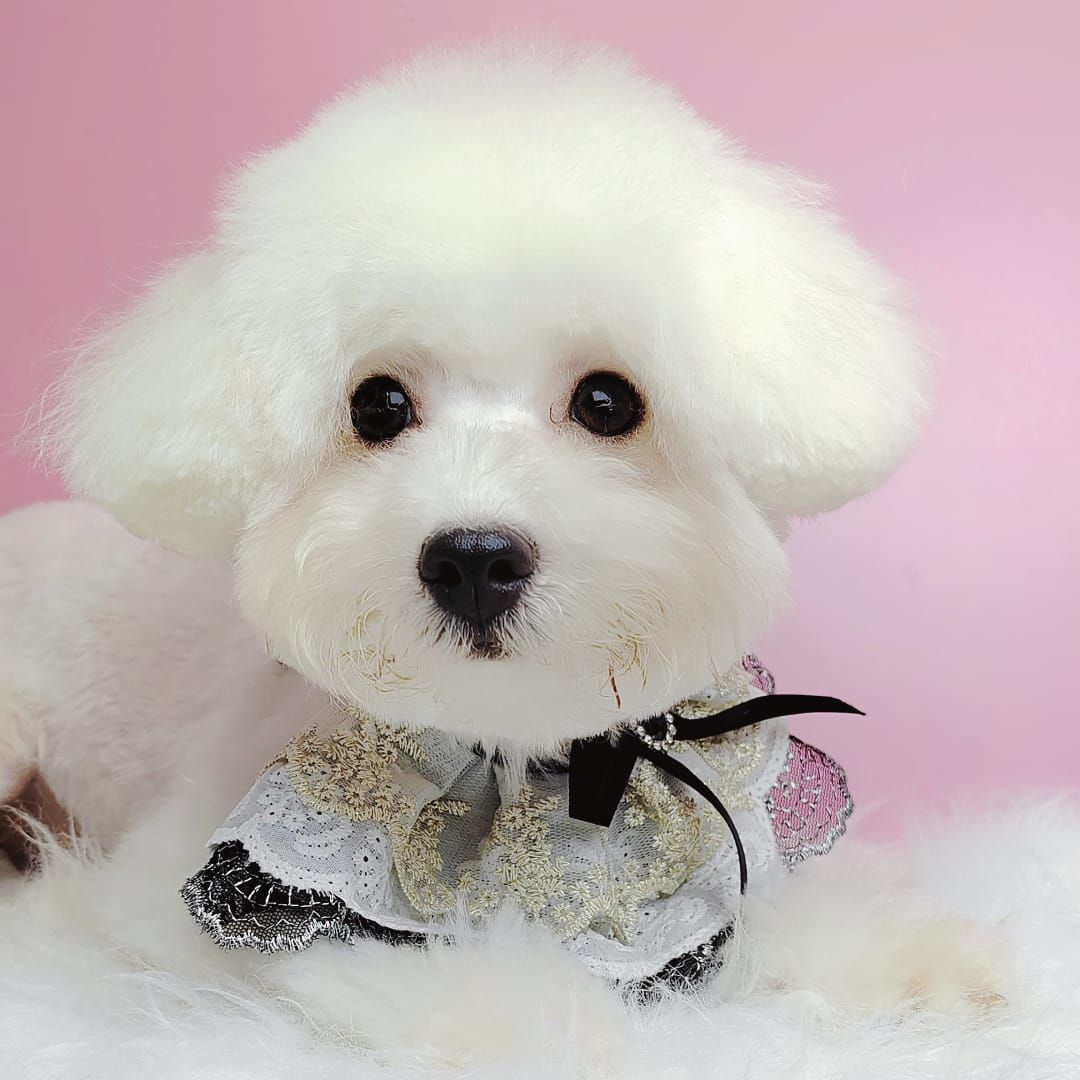 Bichon Frise 比熊