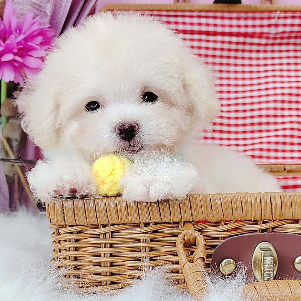 Poodle 娉拌开璐靛