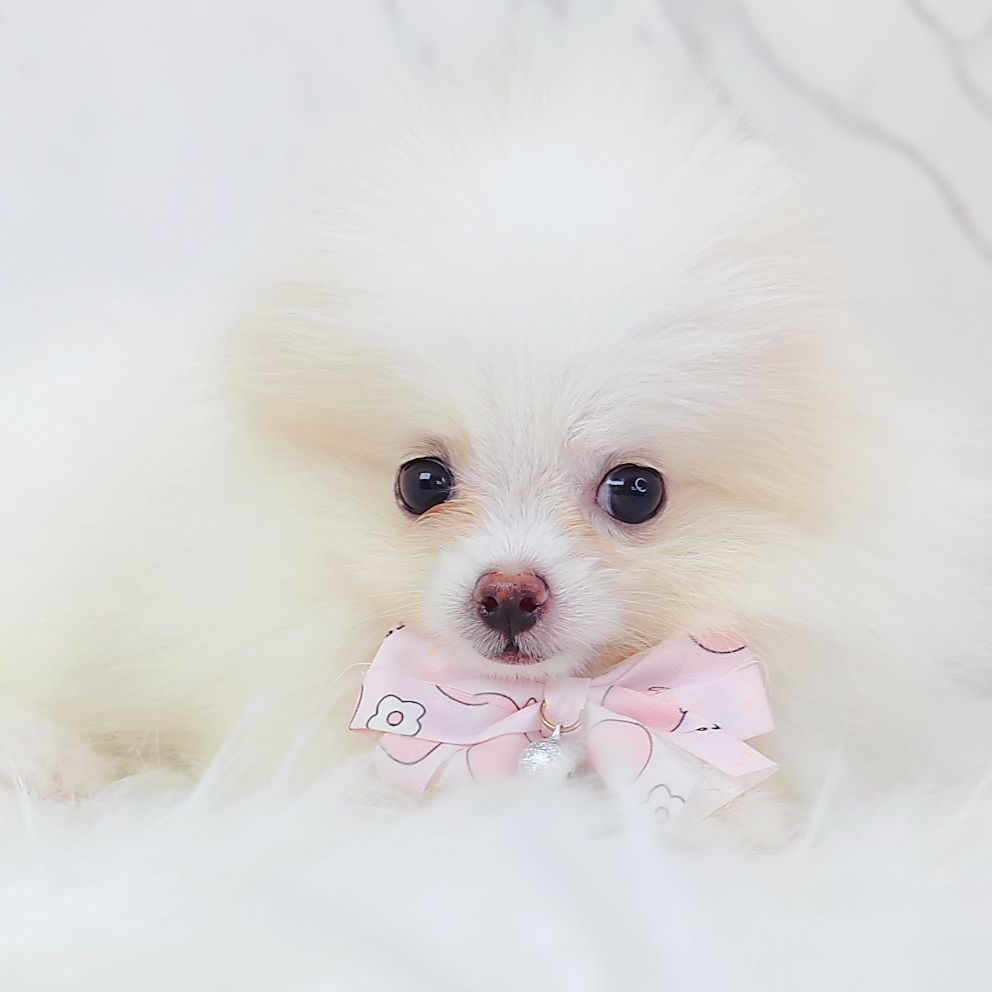 Pomeranian 博美