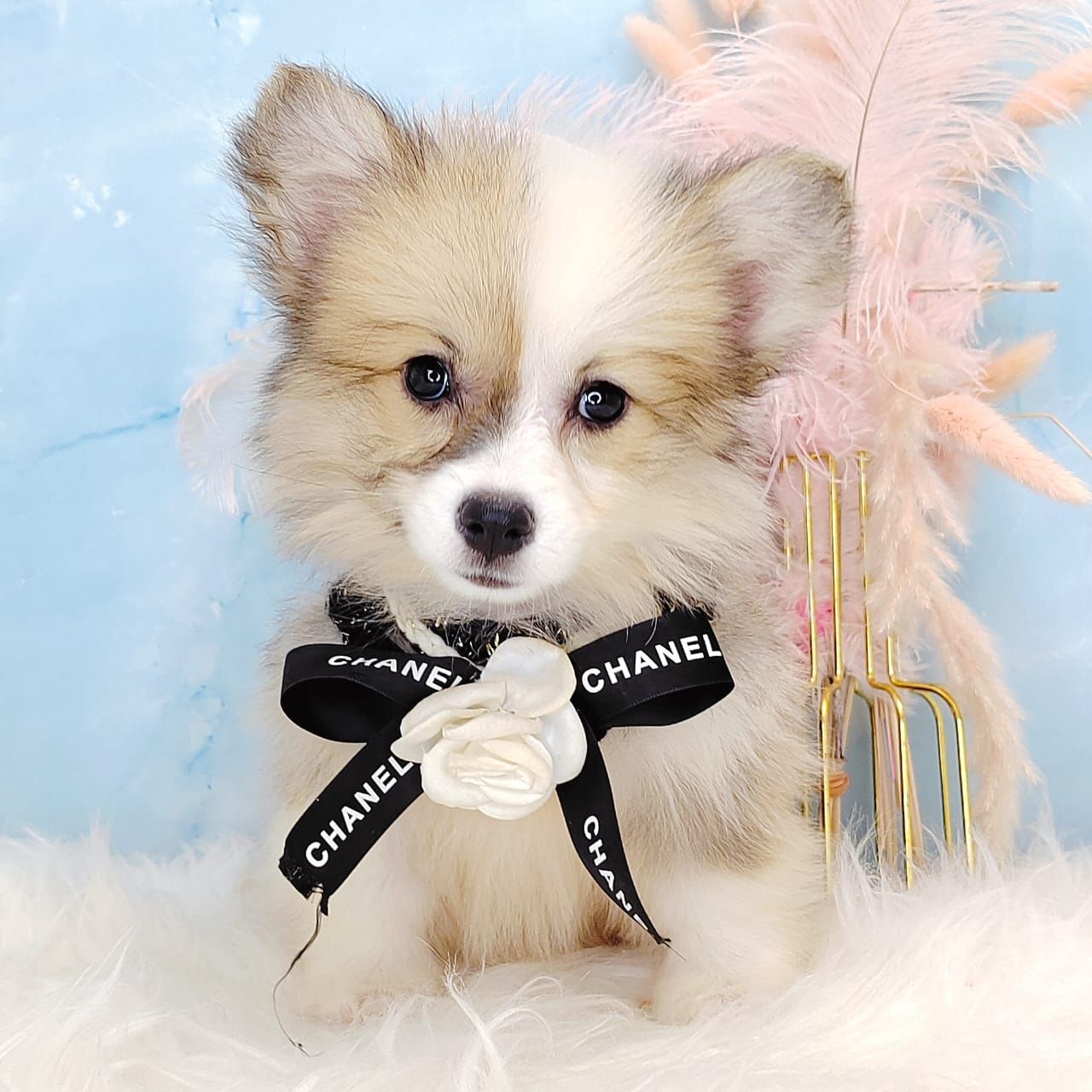Welsh Corgi 柯基