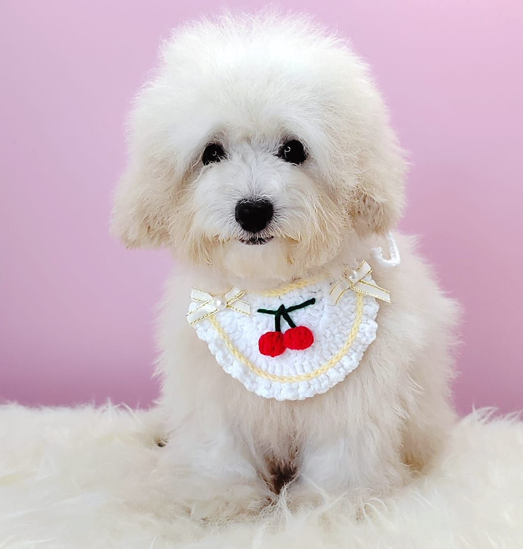 Poodle 娉拌开璐靛