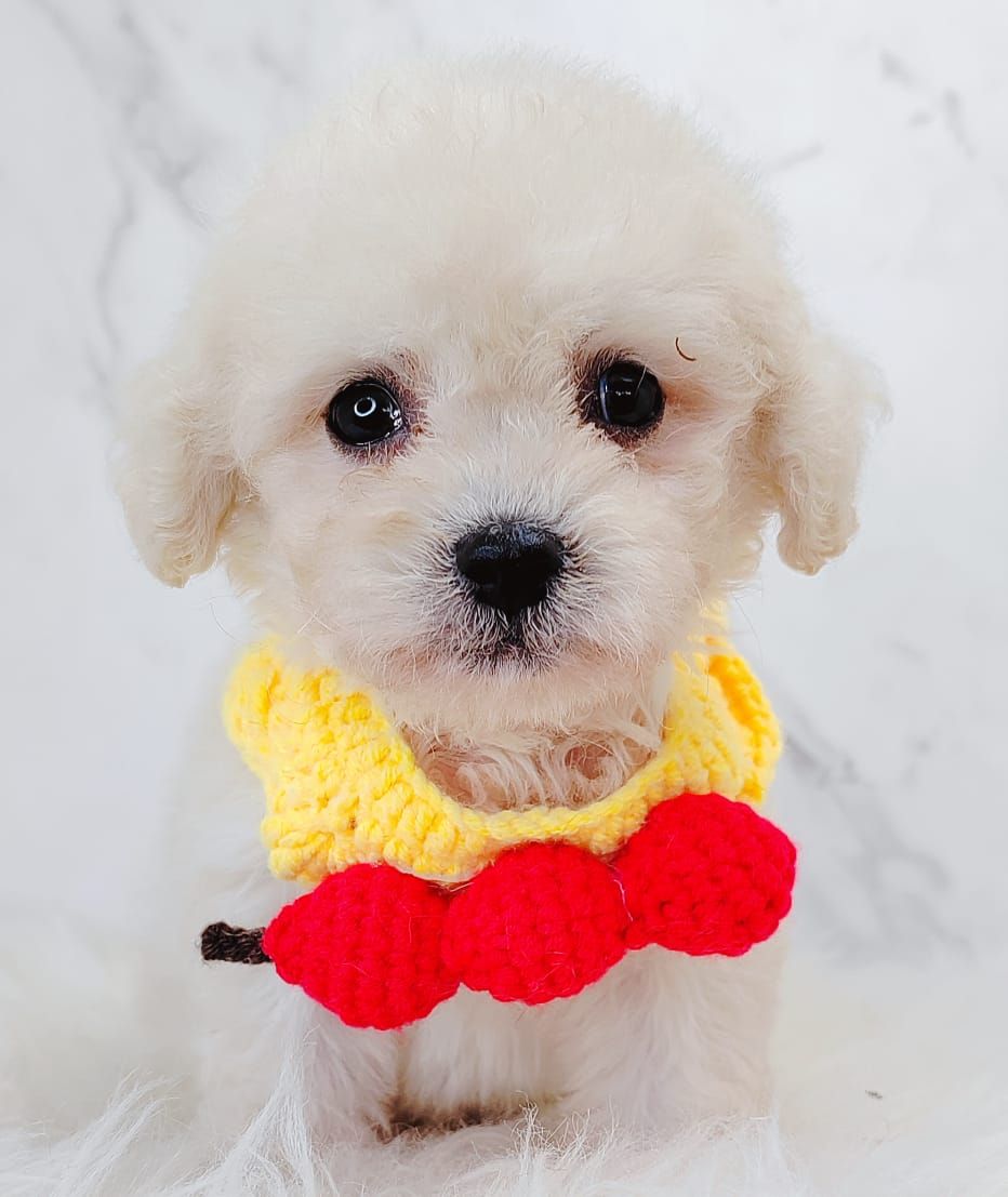 Poodle 璐靛娉拌开