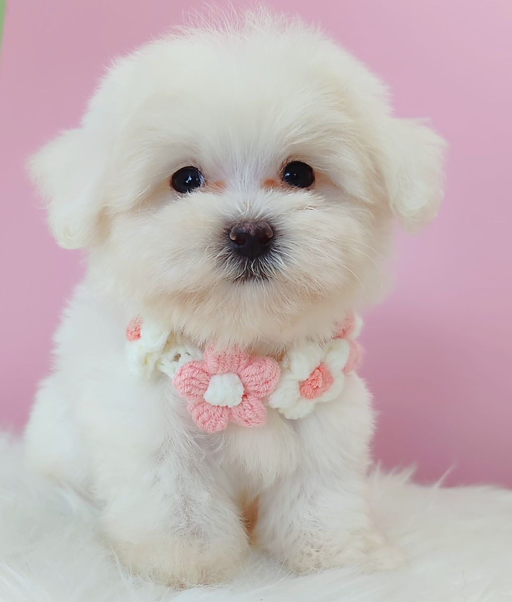Maltipoo 马尔泰迪