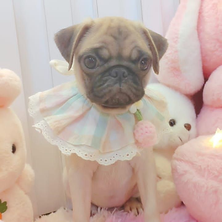 Pug 巴哥