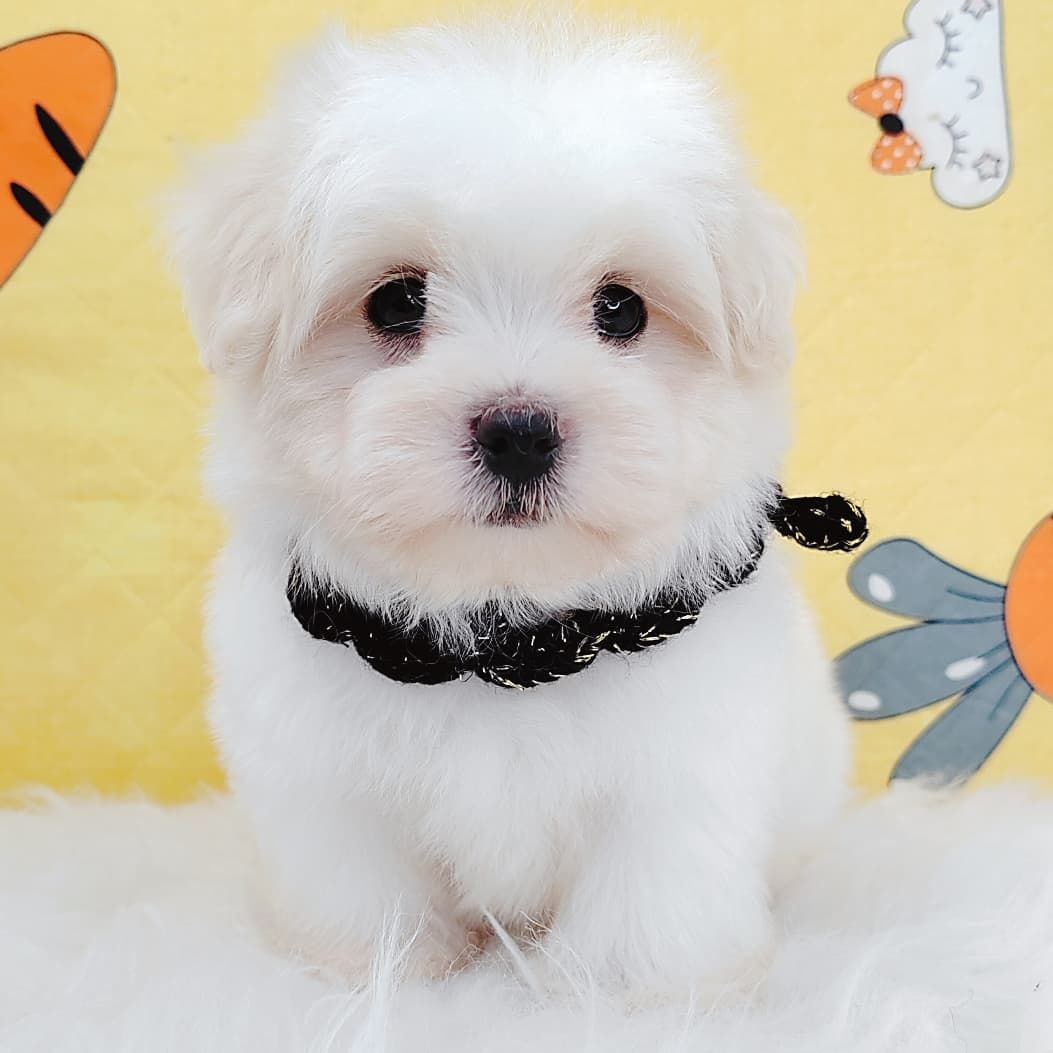 Maltipoo 马尔泰迪