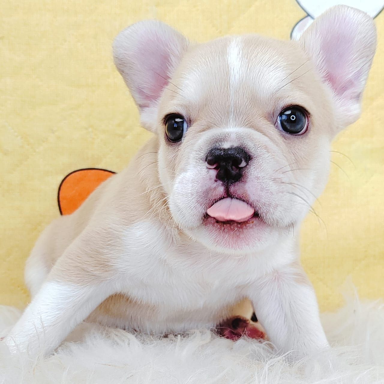 French Bulldog 法斗