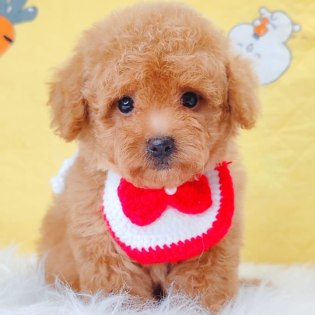 Poodle 娉拌开璐靛