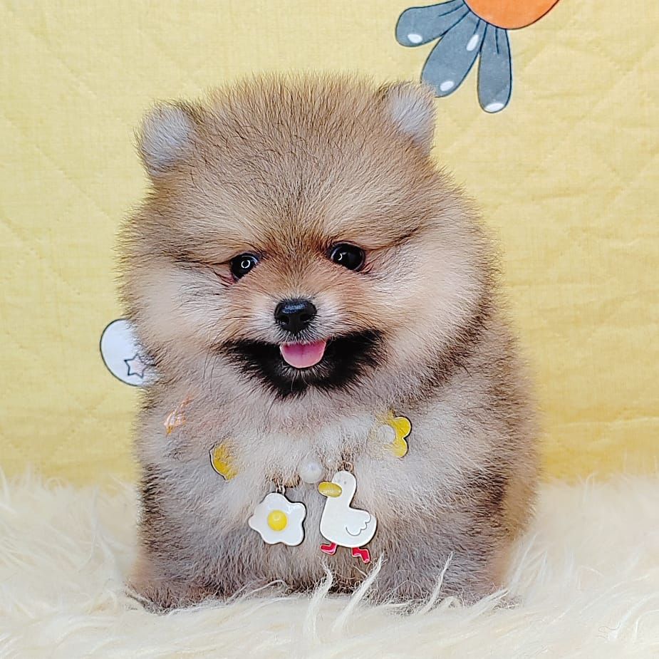 Pomeranian 博美