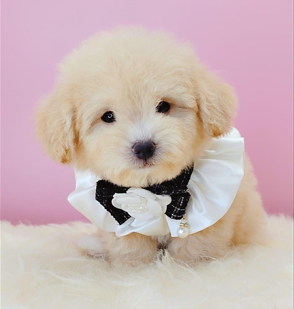 Maltipoo 马尔泰迪