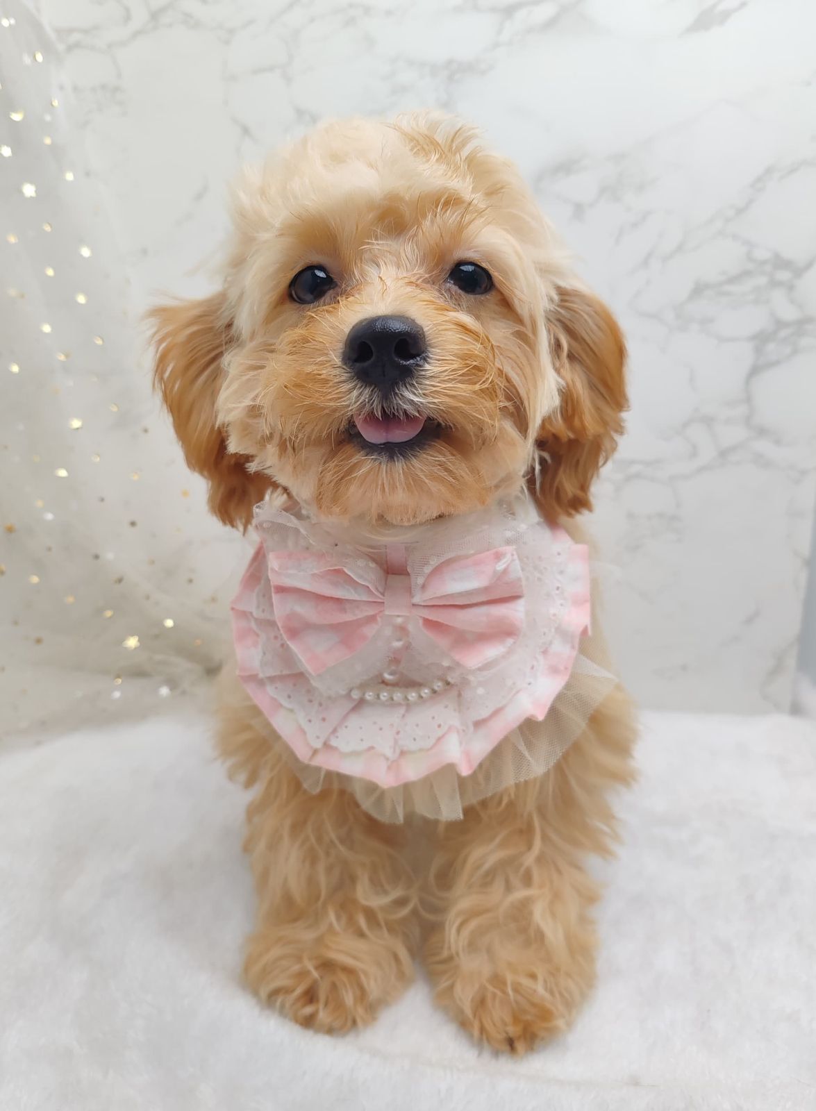 Poodle 娉拌开璐靛