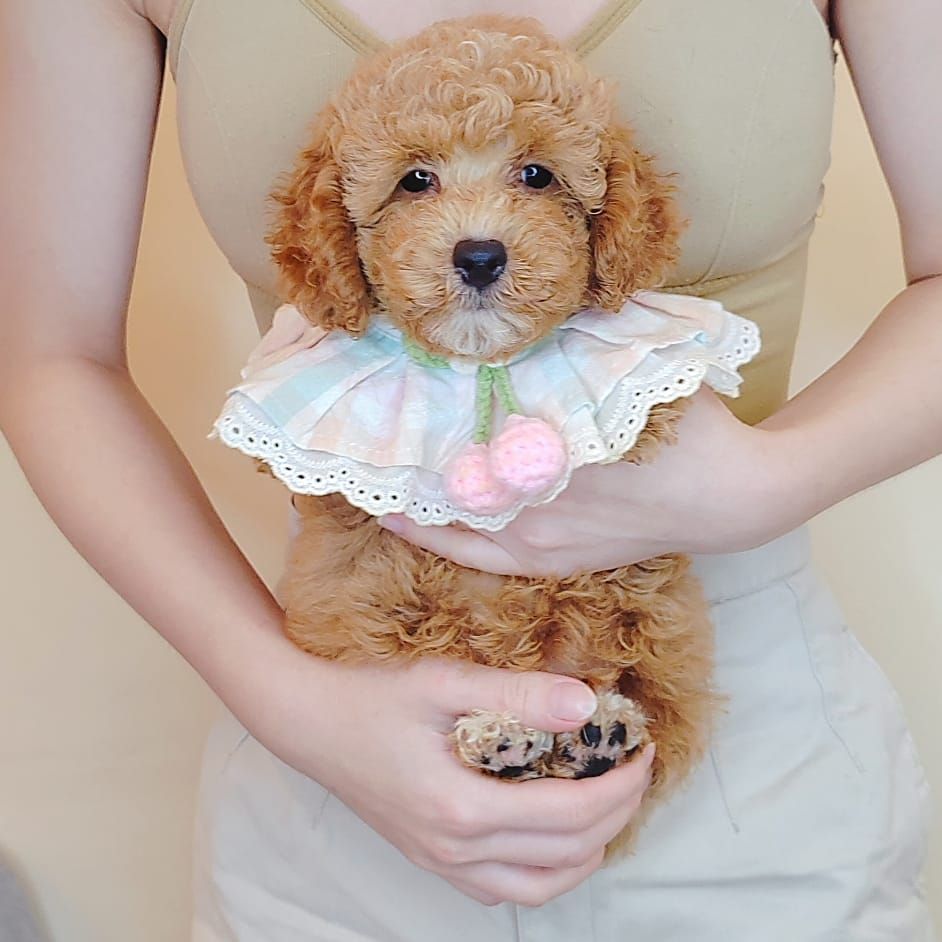 Poodle 娉拌开璐靛