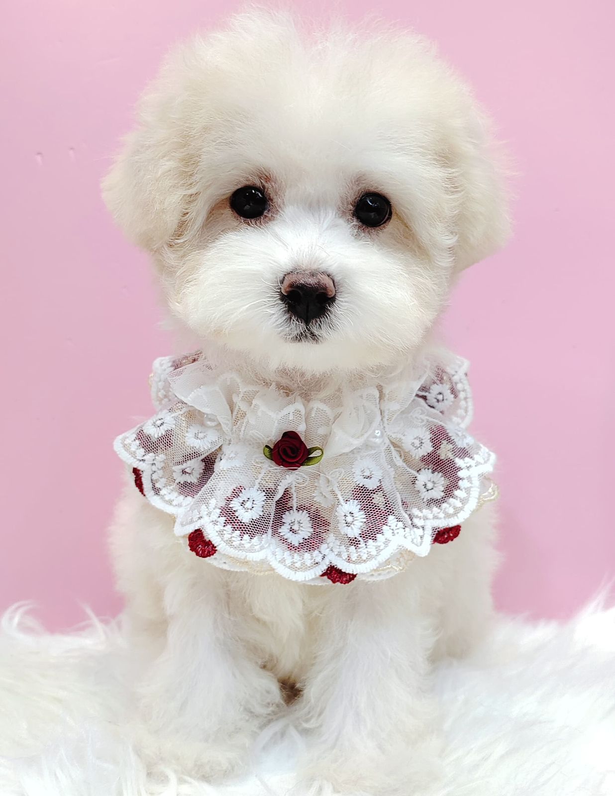 Maltipoo 马尔泰迪