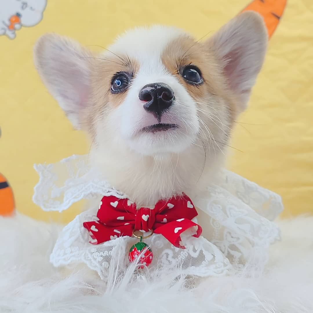 Corgi 柯基