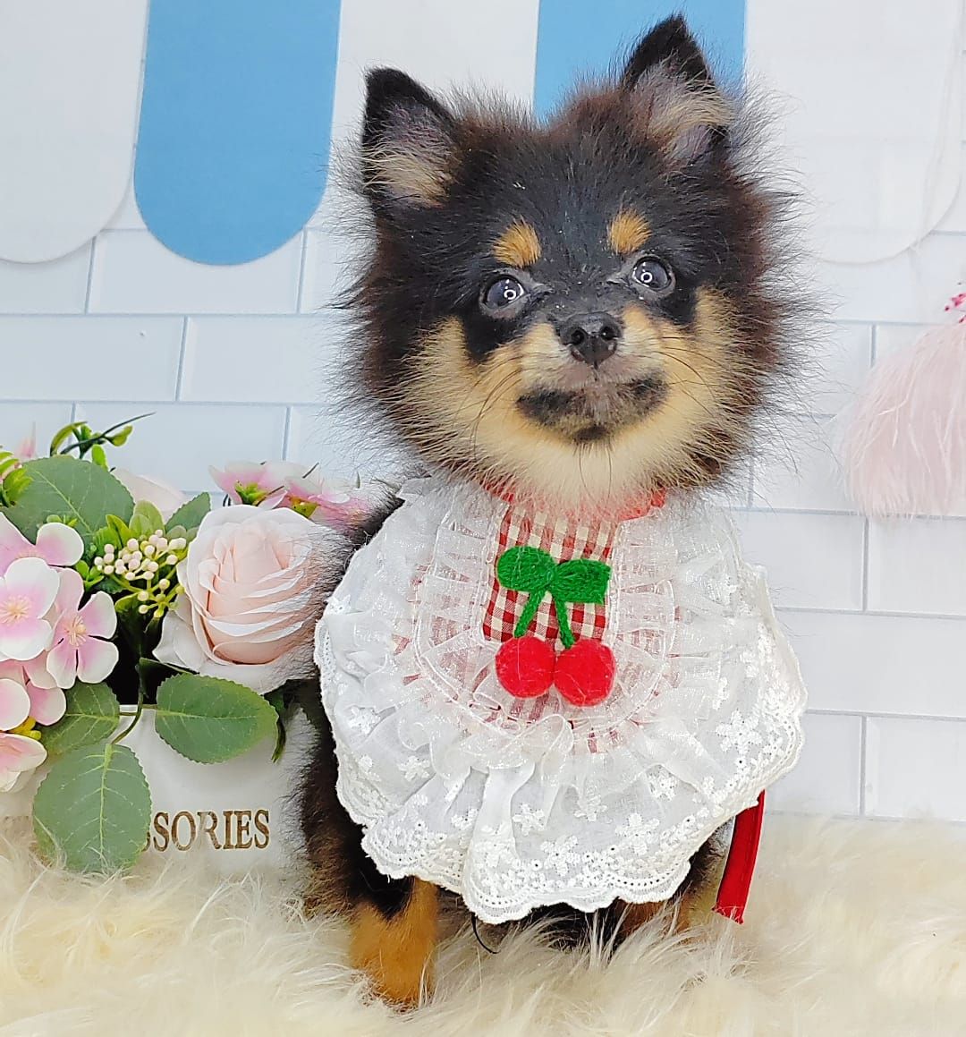 Pomeranian 博美