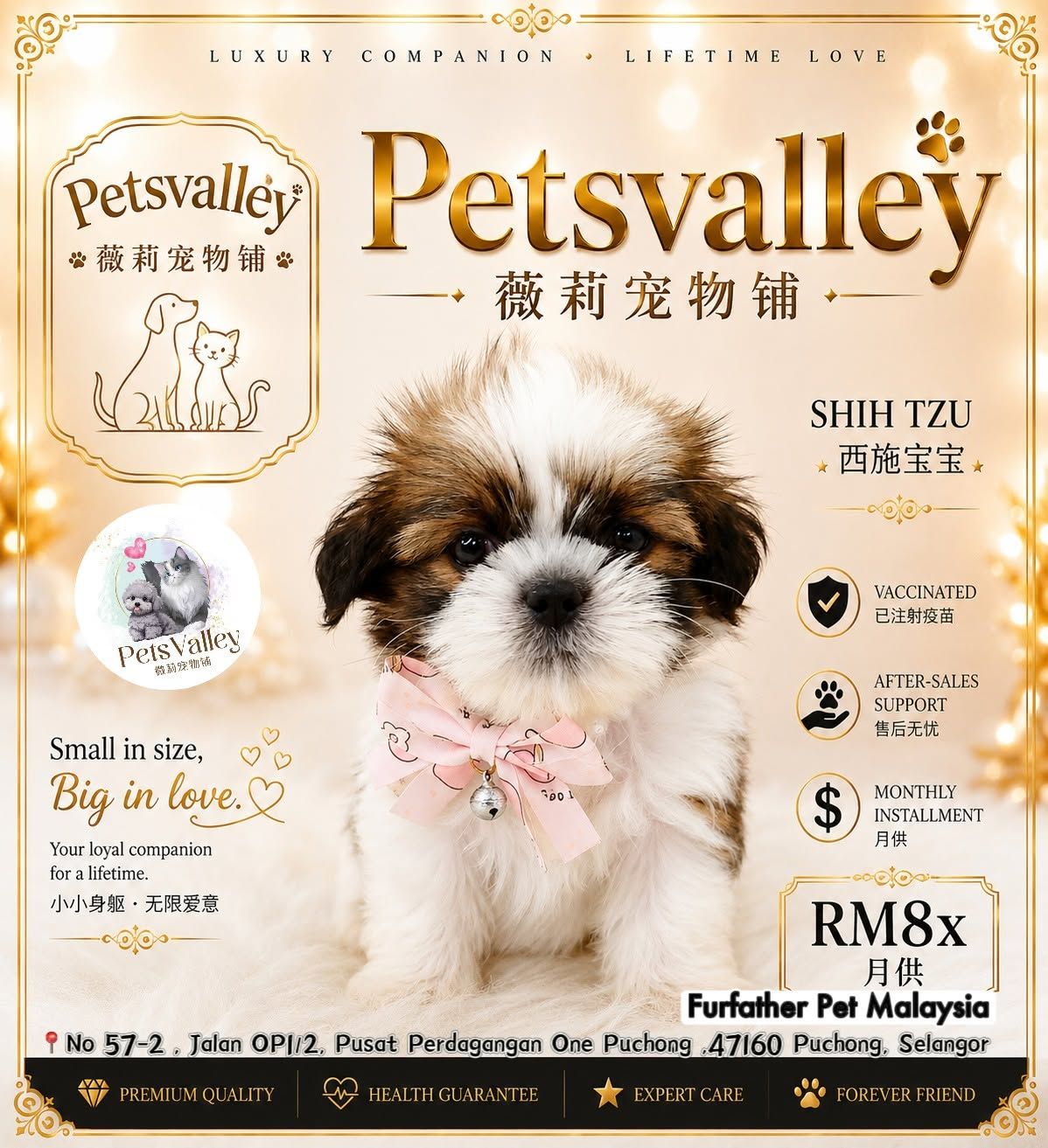 Shih Tzu 西施