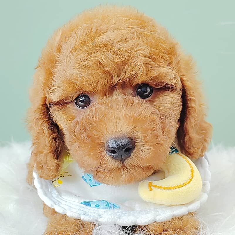 Poodle 娉拌开璐靛