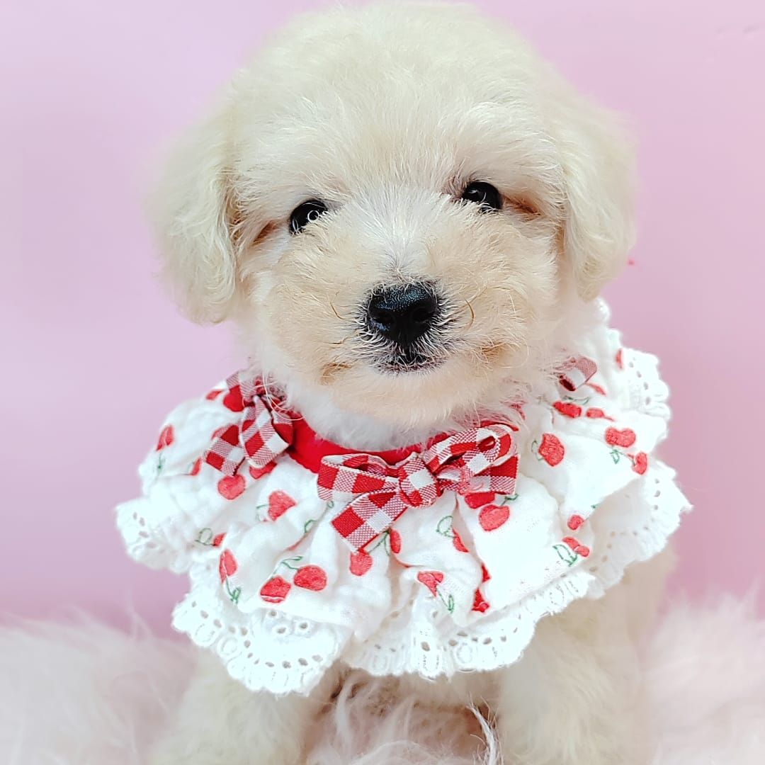 Poodle 娉拌开璐靛