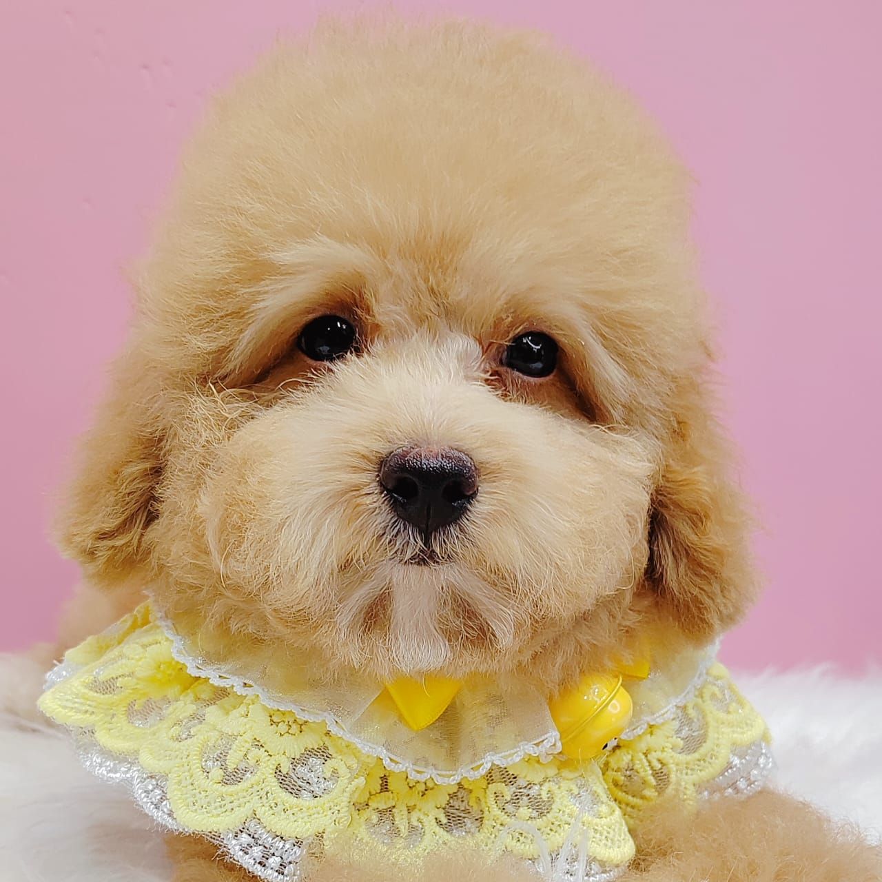 Poodle 娉拌开璐靛