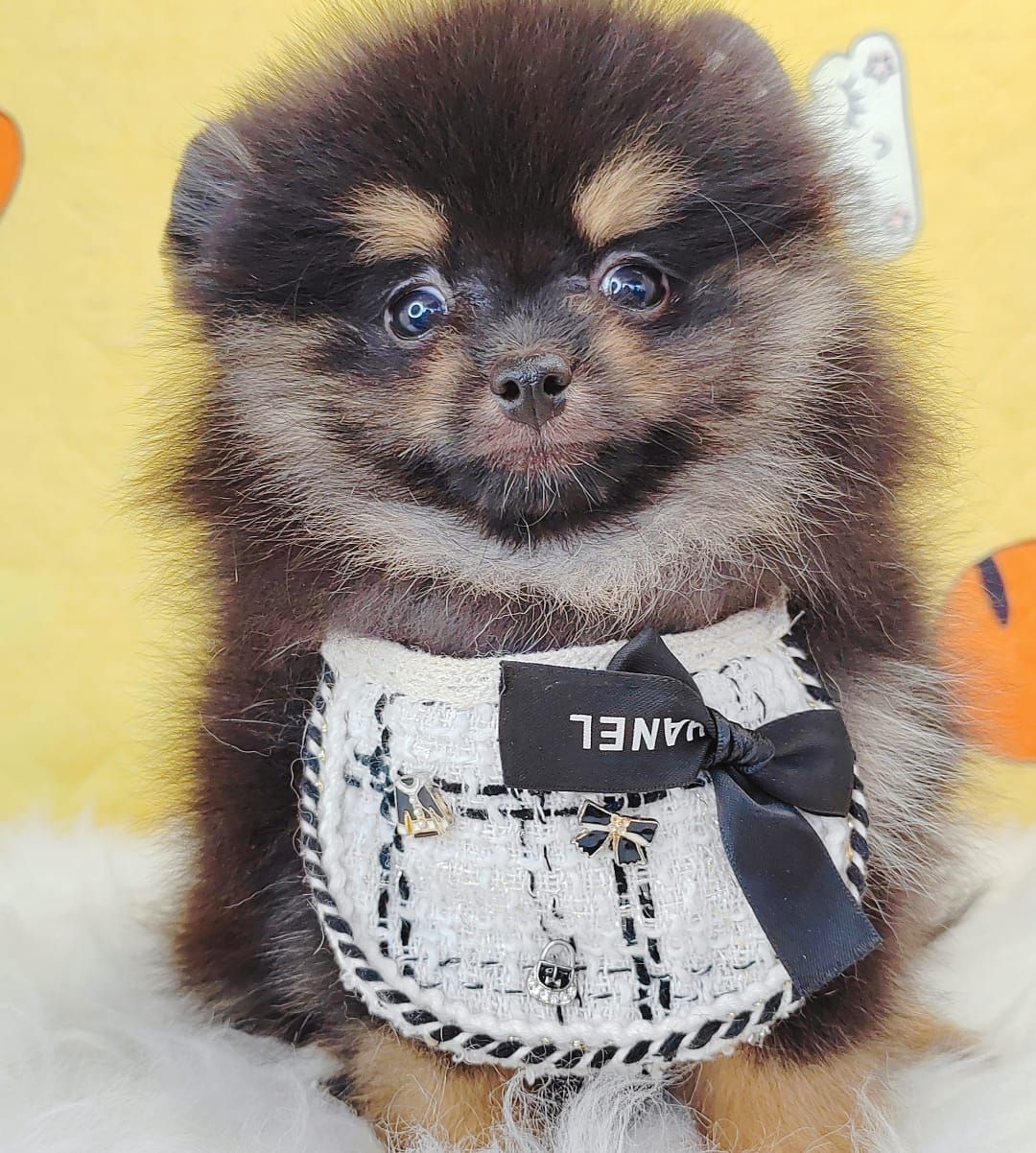 Pomeranian 博美