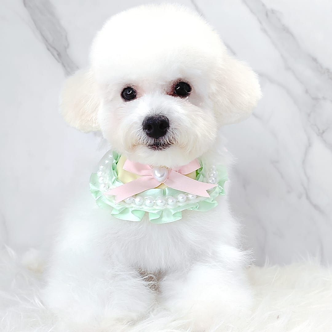 Maltipoo 马尔泰迪