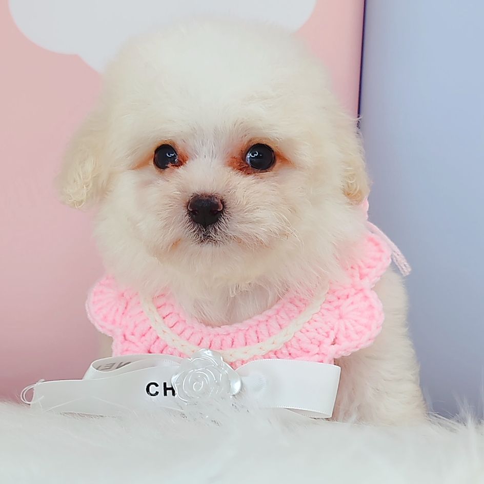Bichon Frise 比熊