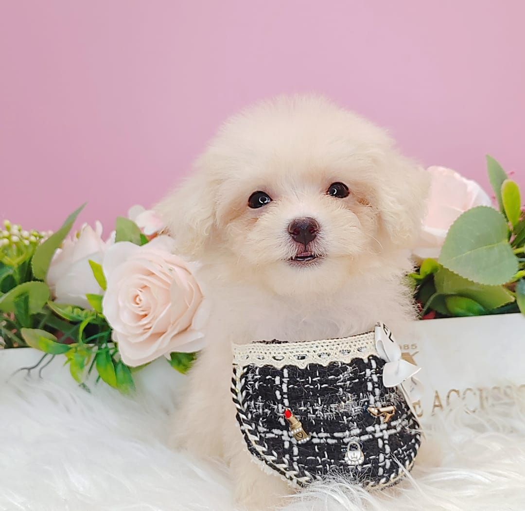 Poodle 娉拌开璐靛
