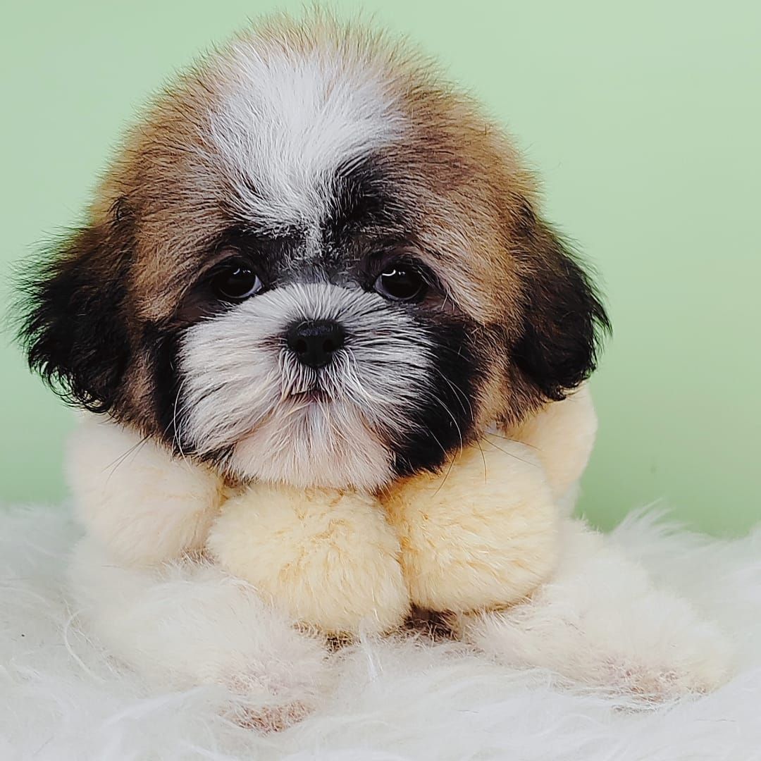 Shih Tzu 西斯