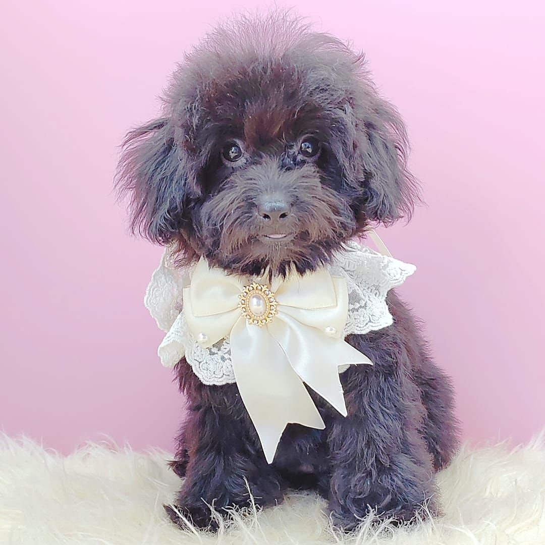 Poodle 娉拌开璐靛
