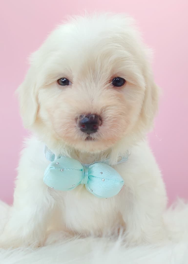 Maltipoo 马尔泰迪