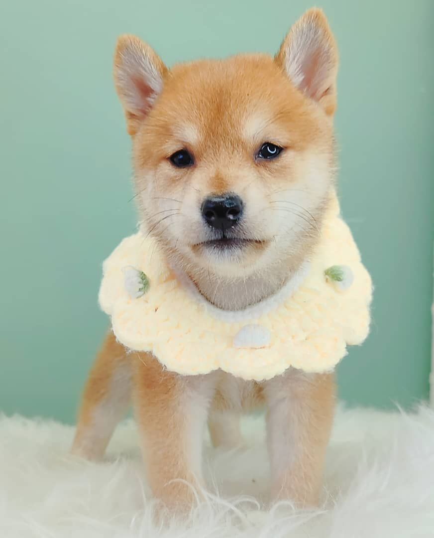 Shiba Inu 柴犬