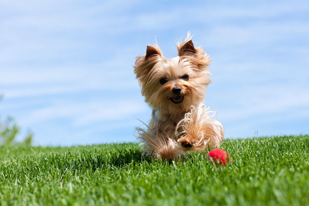 Yorkshire Terrier 约克夏