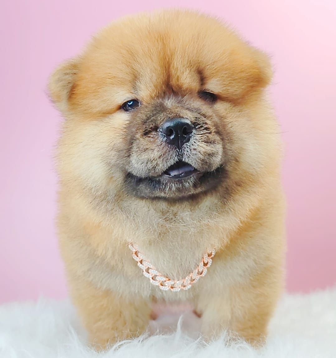 Chow Chow 松狮犬