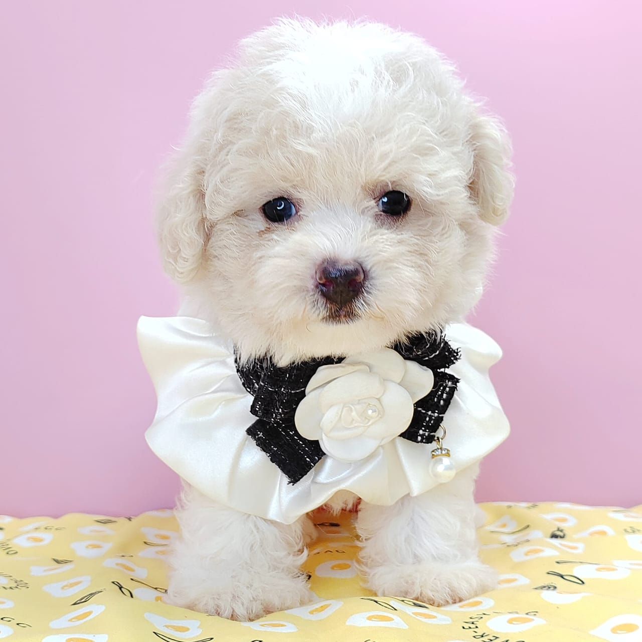 Poodle 娉拌开璐靛