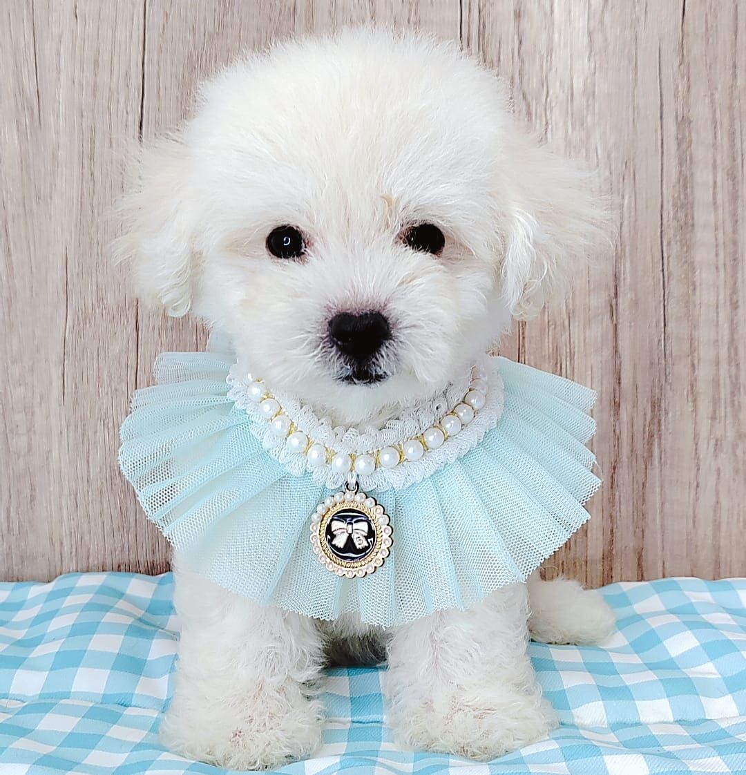 Poodle 娉拌开璐靛