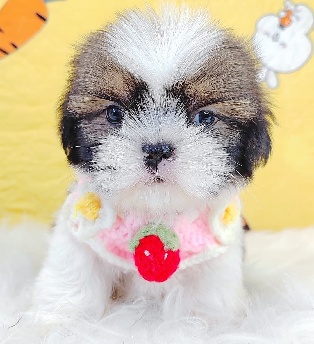 Shih Tzu 西施