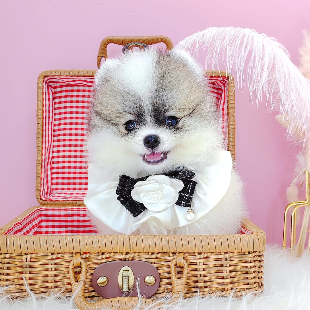 Pomeranian 博美