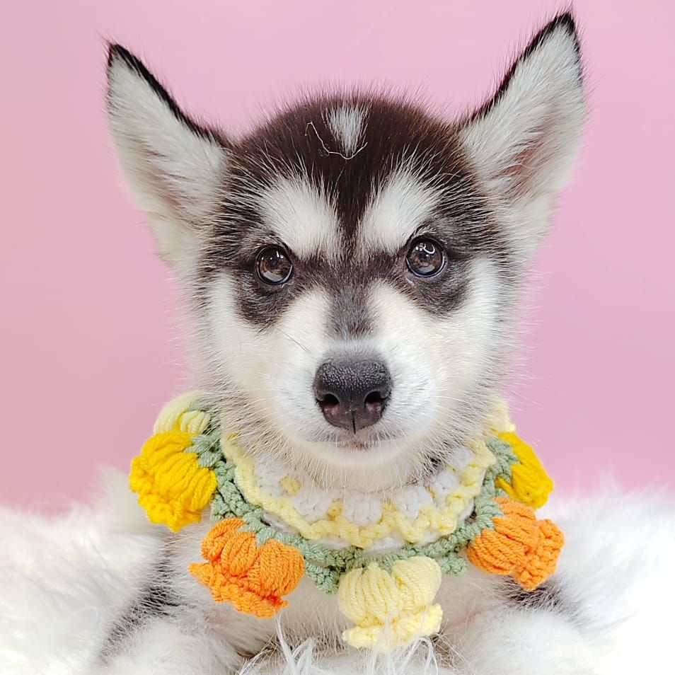 Alaskan Husky 阿拉斯加哈士奇