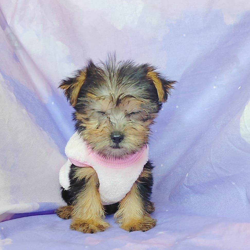 Yorkshire Terrier 约克夏