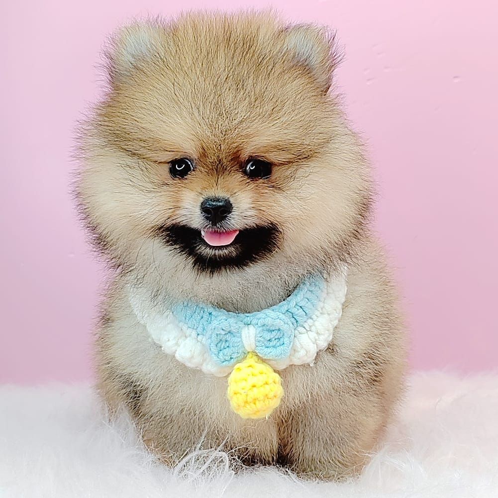 Pomeranian 博美